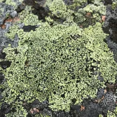 yellow map lichen thumbnail 5