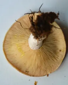Yellowdrop Milkcap thumbnail 4