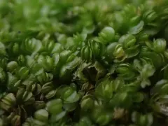 Ladder Flapwort thumbnail 1