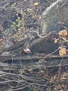Cliff Chipmunk thumbnail 3