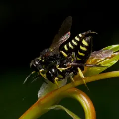 Ectemnius lapidarius thumbnail 1
