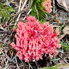 red coral thumbnail 3