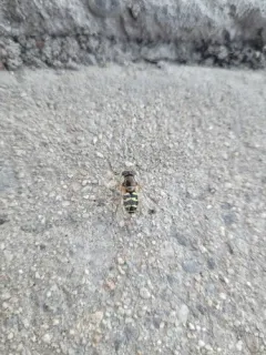 Arched Brusheye thumbnail 3