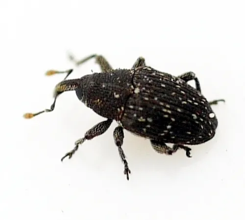 Catapastus conspersus
