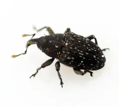 Catapastus conspersus thumbnail 1