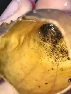 Pitcher Plant Midge thumbnail 2