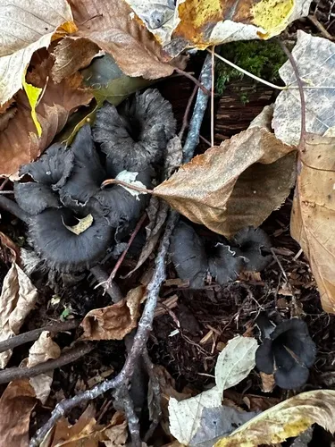 Craterellus venosus