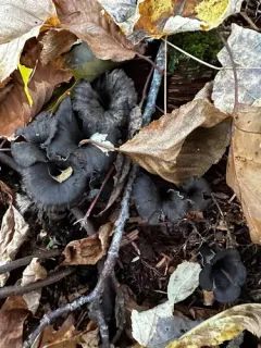 Craterellus venosus thumbnail 1