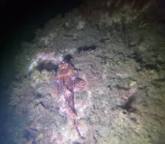 Shorthorn Sculpin thumbnail 2