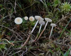 sphagnum brownie thumbnail 3