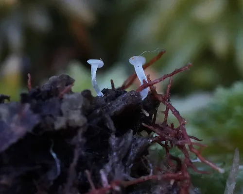 Neocudoniella radicella