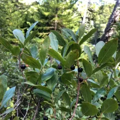 black huckleberry thumbnail 4