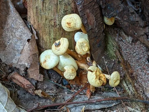 Pholiota lutescens