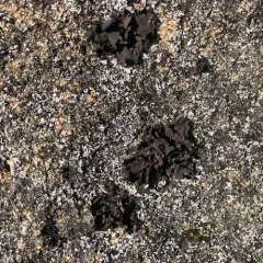 Petalled Rocktripe Lichen thumbnail 2