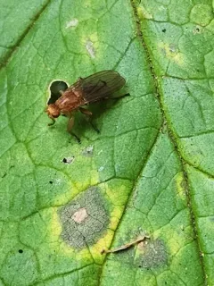 Suillia longipennis thumbnail 4