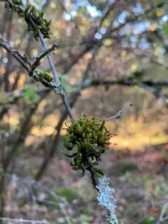 Orthotrichum columbicum thumbnail 2