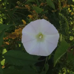 hedge bindweed thumbnail 2