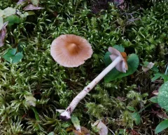 Inocybe chalcodoxantha thumbnail 2