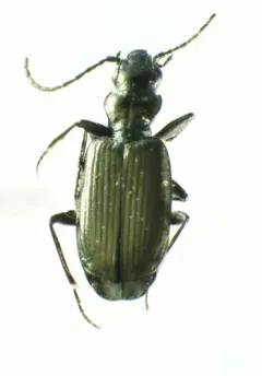 Apristus subsulcatus thumbnail 2