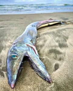 Longnose Lancetfish thumbnail 3