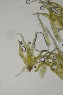slender-toothed earth moss thumbnail 1