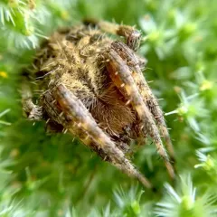Spotted Orbweaver thumbnail 1