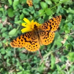 Meadow Fritillary thumbnail 4