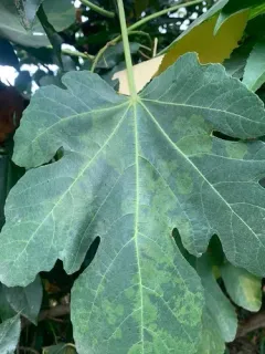 fig mosaic emaravirus thumbnail 2