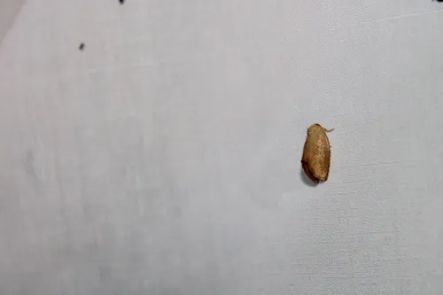 Red-eyed Button Slug Moth