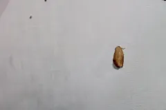 Red-eyed Button Slug Moth thumbnail 1