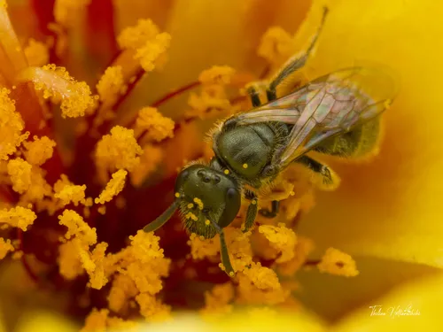 Occidental Sweat Bee
