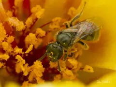 Occidental Sweat Bee thumbnail 1