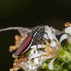 Striped Leafhopper thumbnail 3