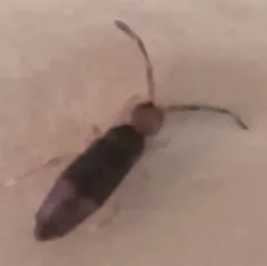 Damp Grain Springtail thumbnail 4