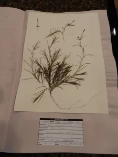 Straightleaf Pondweed thumbnail 3