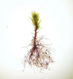 Bryum violaceum thumbnail 1
