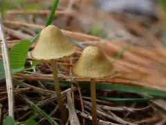 Brownedge Bonnet thumbnail 1