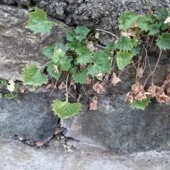 Trailing bellflower thumbnail 3