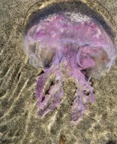 Mauve Stinger thumbnail 4
