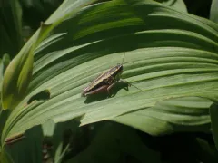 Bristly Grasshopper thumbnail 1
