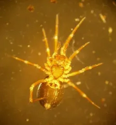 Scotinotylus patellatus thumbnail 3
