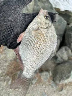 Calico Surfperch thumbnail 2