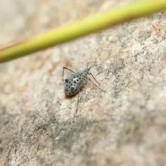 Giant Willow Aphid thumbnail 4