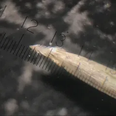 Oldfield Three-awn thumbnail 4