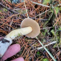 Blue-staining Slippery Jack thumbnail 1
