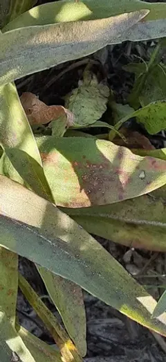 Coleosporium montanum thumbnail 3
