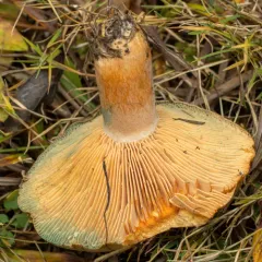 saffron milkcap thumbnail 3