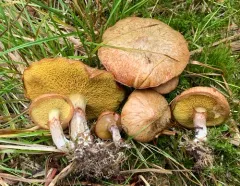 Jellied Bolete thumbnail 2