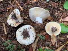 Russula cascadensis thumbnail 3