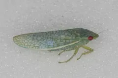 Gyponana procera thumbnail 3